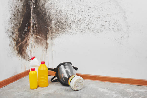 Best Mold Removal Process  in Elmer, NJ