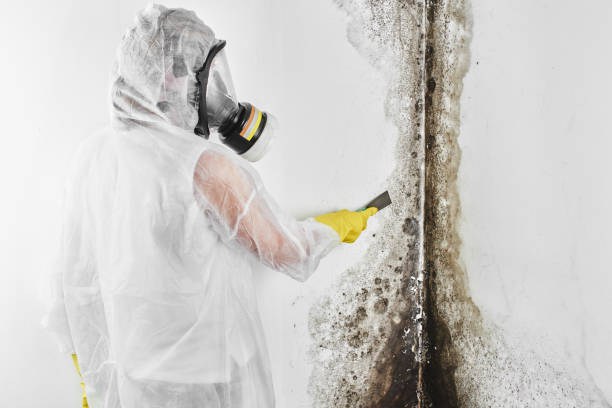 Best Certified Mold Removal  in Elmer, NJ