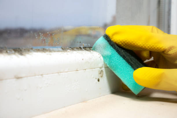 Trusted Elmer, NJ Mold Removal Experts
