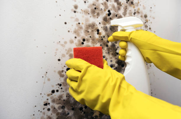 Best Mold Remediation Services  in Elmer, NJ