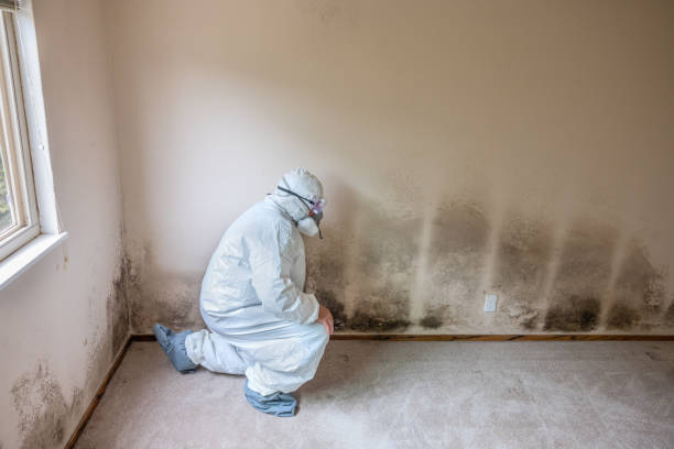 Best Local Mold Removal Service  in Elmer, NJ