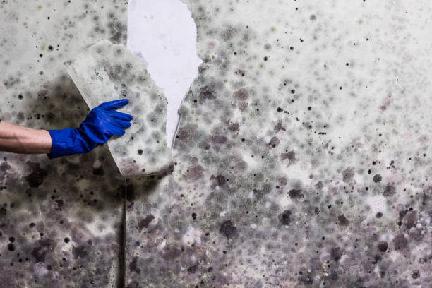 Best Fast Mold Removal  in Elmer, NJ